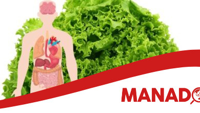 manfaat selada untuk kesehatan